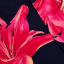 Black And Coral Red Floral Print One Shoulder O-Ring Midi Dress